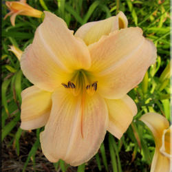 
Date: 2012-03-19
Courtesy of Quarles Daylilies Used with Permission