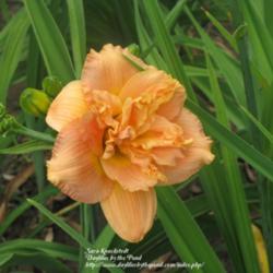 
Photo Courtesy of Daylilies by the Pond. Used with Permission.