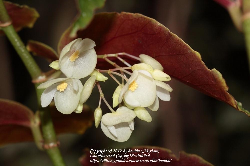 Photo of Polka Dot Begonia (Begonia maculata) uploaded by bonitin