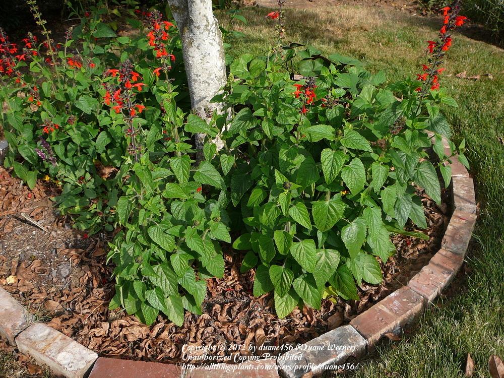 Photo of Scarlet Sage (Salvia coccinea 'Lady in Red') uploaded by duane456