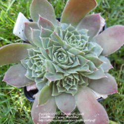 Location: Zone 5
Date: 2012-08-26
source: Denver Botanic Gardens Alpine Gardens Sale