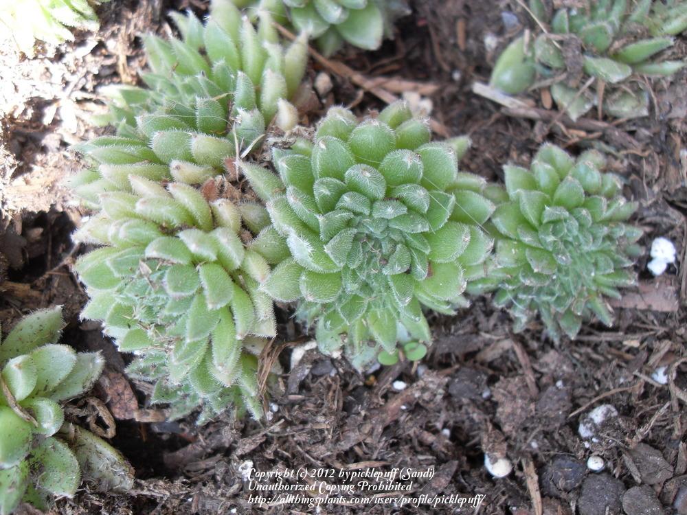Photo of Hen and Chicks (Sempervivum 'Whirl-i-gig') uploaded by picklepuff
