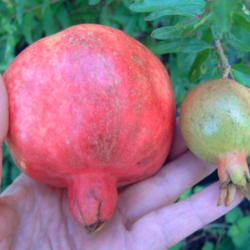 
Date: 2012-08-26
The photo is a comparison in a normal pomegranate (left) and this