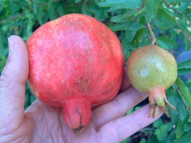 Photo of Dwarf Pomegranate (Punica granatum 'Nana') uploaded by pod