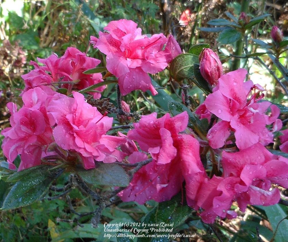 Photo of Azalea (Rhododendron Encore®  Autumn Amethyst™) uploaded by zuzu