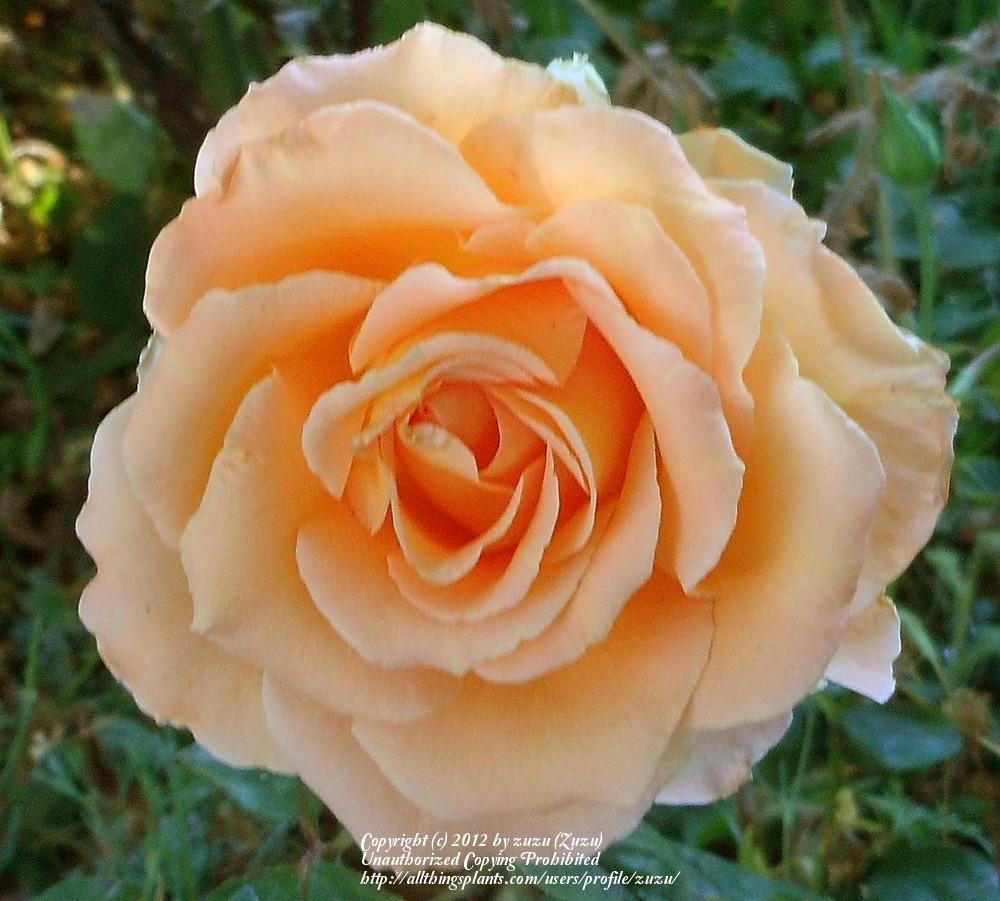 Photo of Rose (Rosa 'Hollywood Star') uploaded by zuzu