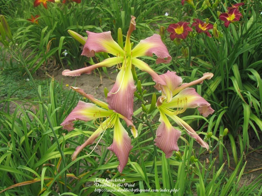 Photo of Daylily (Hemerocallis 'Lavender Handlebars') uploaded by Joy