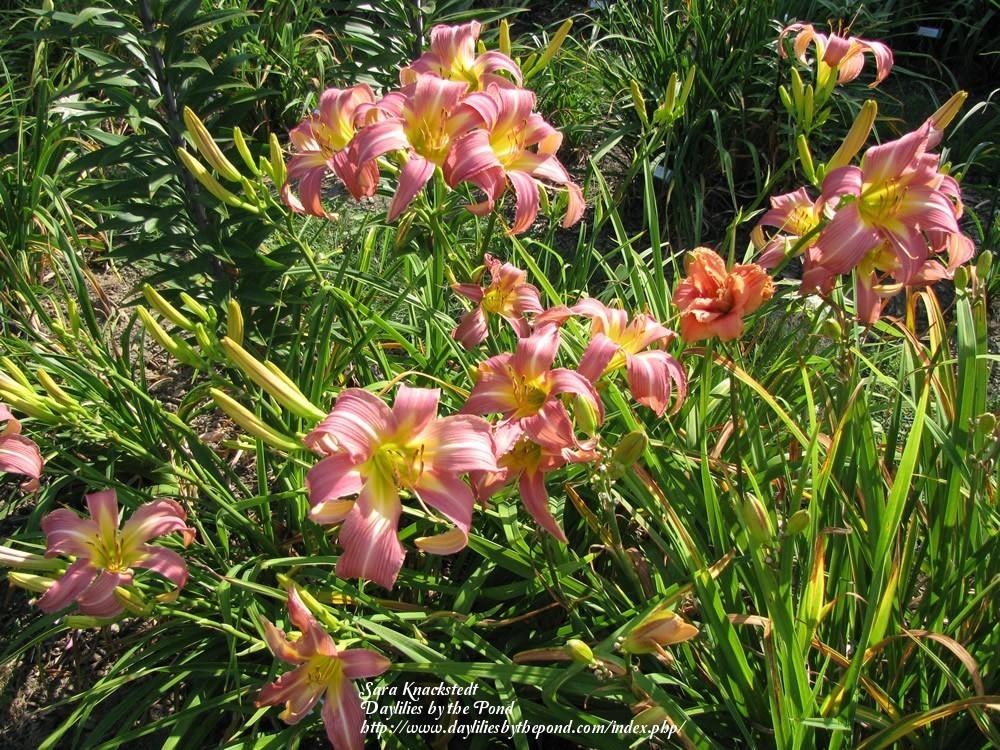 Photo of Daylily (Hemerocallis 'Orchid Corsage') uploaded by Joy