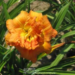 
Photo Courtesy of Daylilies by the Pond. Used with Permission.