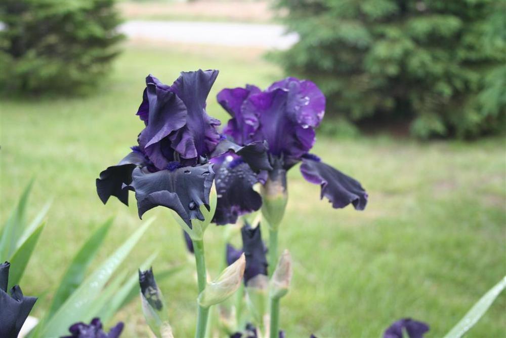 Photo of Tall Bearded Iris (Iris 'Hello Darkness') uploaded by KentPfeiffer