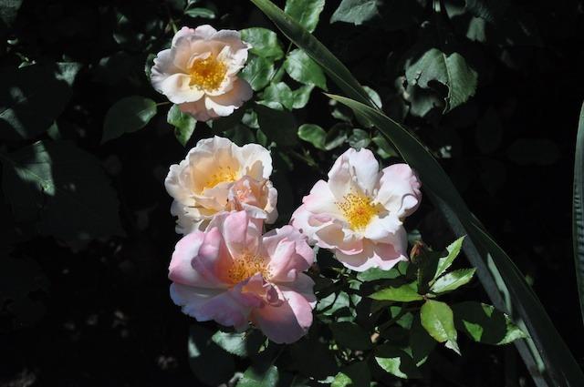 Photo of Rose (Rosa 'Chanelle') uploaded by Steve812