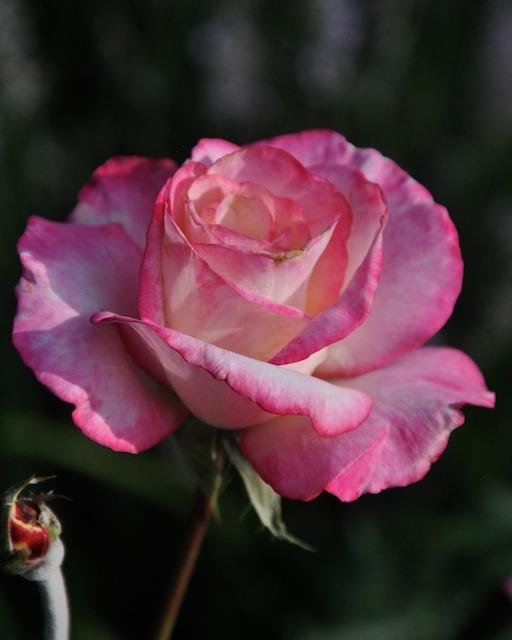 Photo of Rose (Rosa 'Handel') uploaded by Steve812