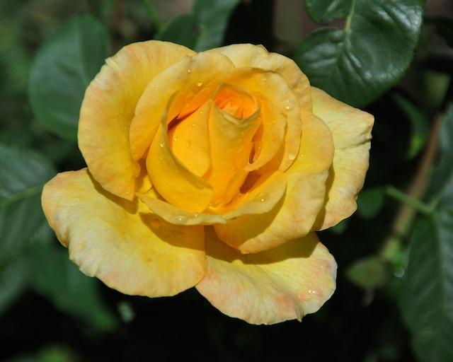 Photo of Rose (Rosa 'Valencia') uploaded by Steve812