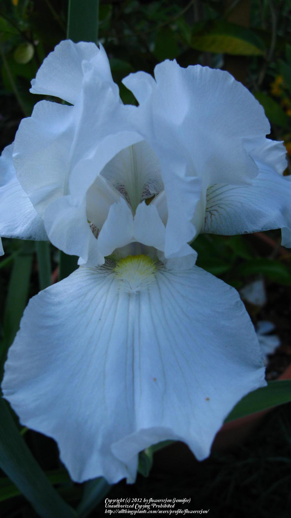 Photo of Tall Bearded Iris (Iris 'Immortality') uploaded by flowersrjen
