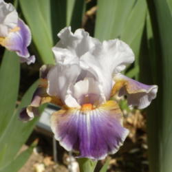 Location: My garden in Bakersfield, CA
Date: 2012-04-03 