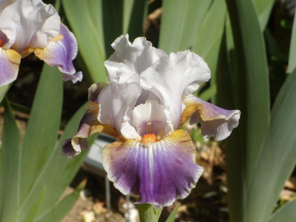 Photo of Intermediate Bearded Iris (Iris 'Dazzling') uploaded by Betja