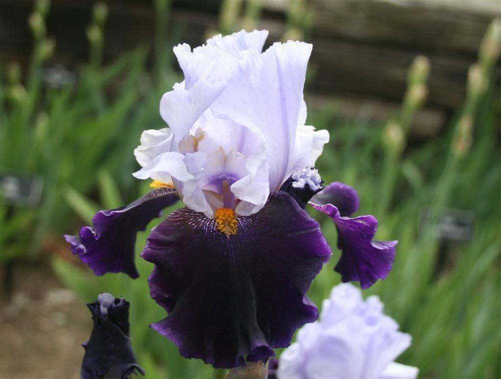 Photo of Tall Bearded Iris (Iris 'Habit') uploaded by KentPfeiffer