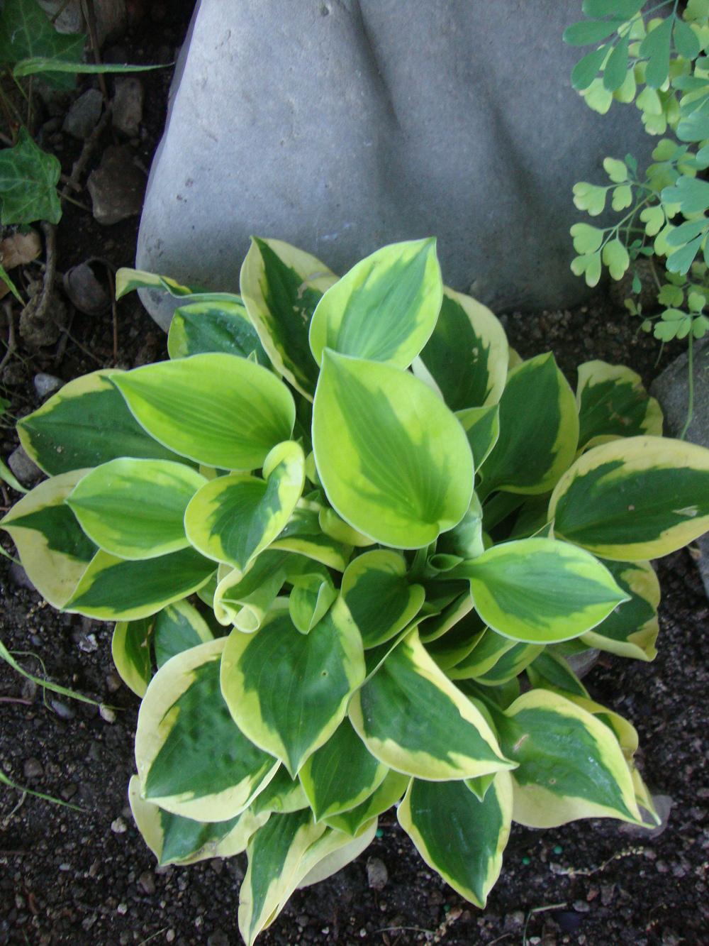 Photo of Hosta 'Tropical Storm' uploaded by Paul2032
