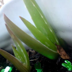 
Date: 2012-08-28
my new little baby Aloe's :D