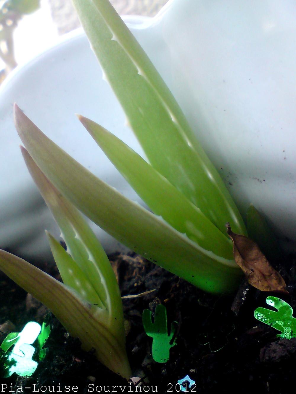Photo of Aloes (Aloe) uploaded by PiaLouiseSourvi