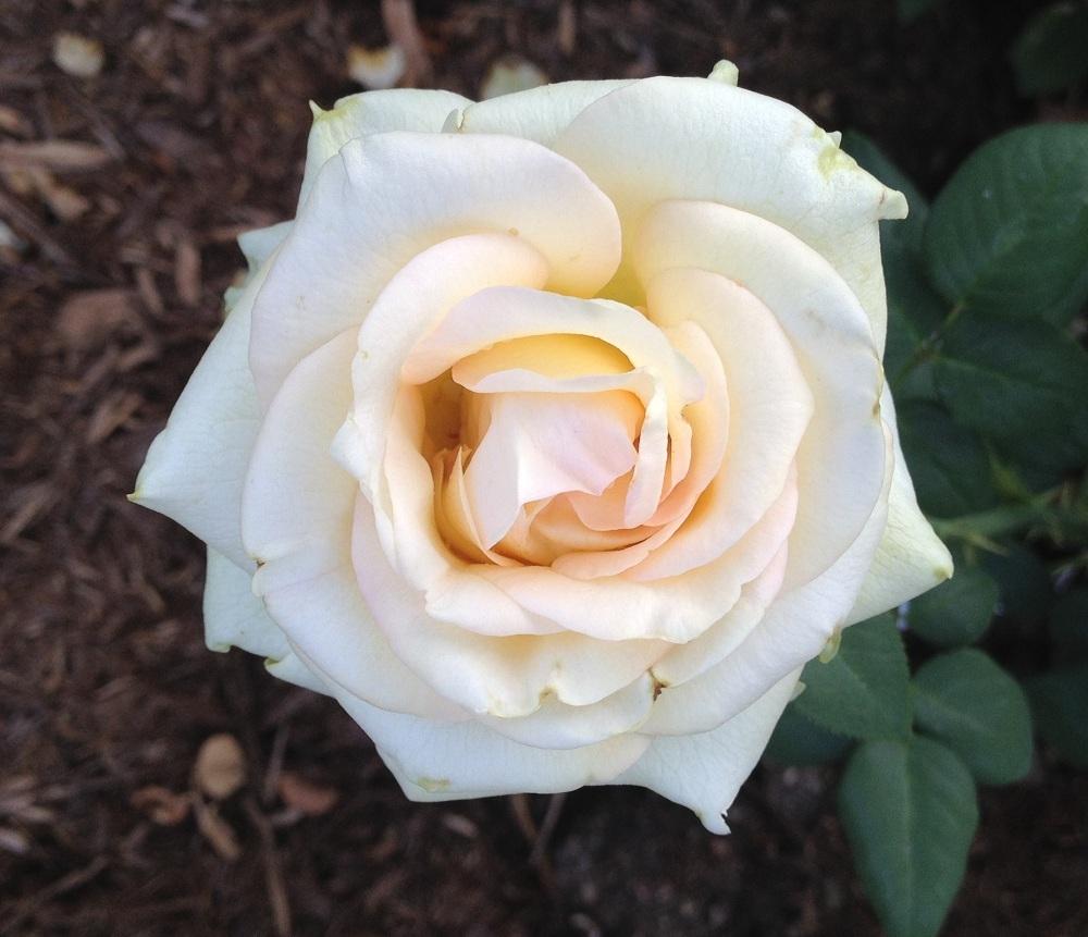 Photo of Rose (Rosa 'Marilyn Monroe') uploaded by Skiekitty
