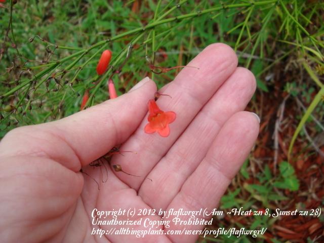Photo of Firecracker Plant (Russelia equisetiformis) uploaded by flaflwrgrl