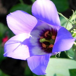 Location: Butterfly garden
Date: 2012-08-28
Native Bluebell flower---closeup.