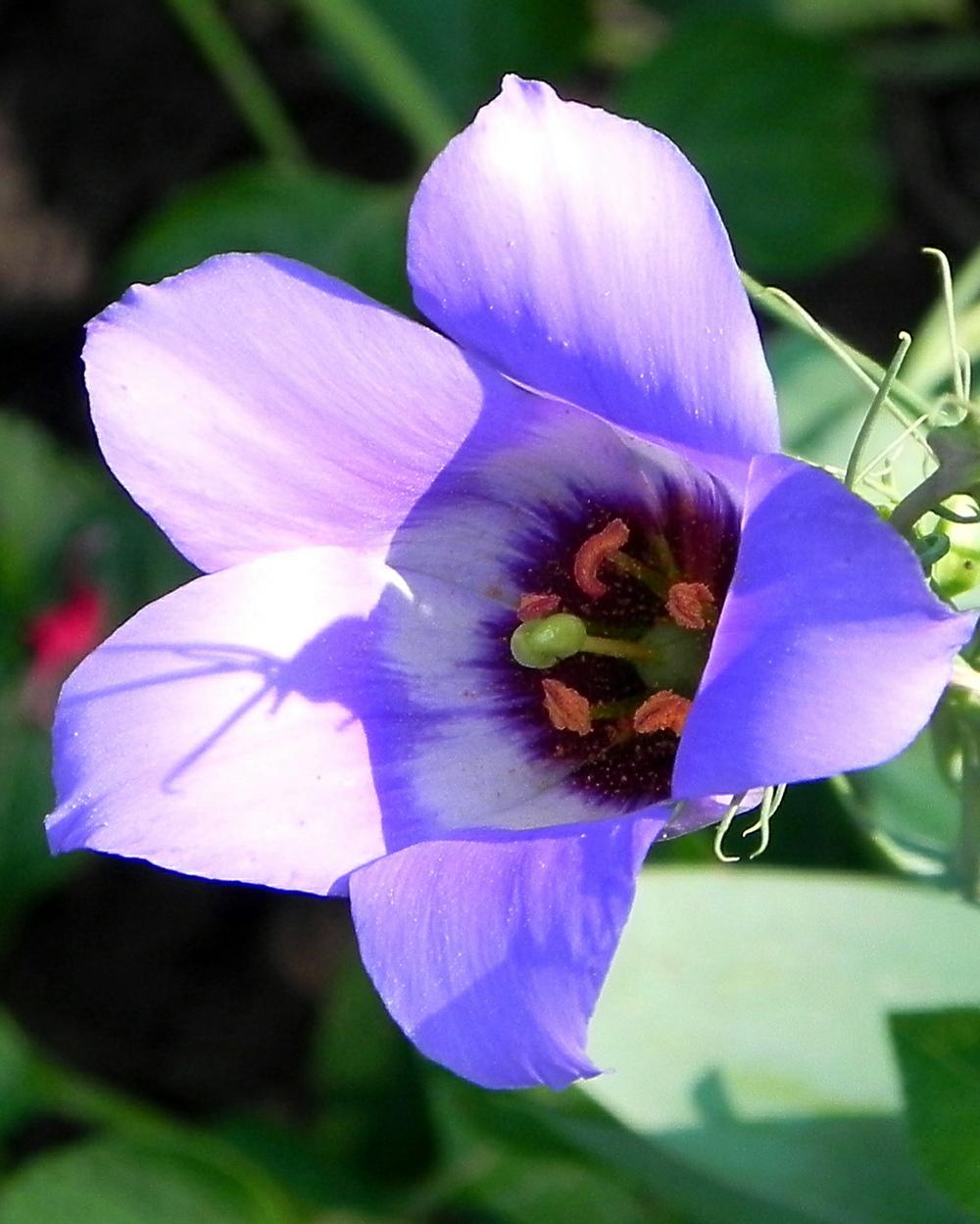 Photo of Texas Bluebell (Eustoma russellianum) uploaded by imabirdnut