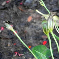 Location: Butterfly garden
Date: 2012-08-28
Seed pods after bloom...seeds are tiny & dust like!