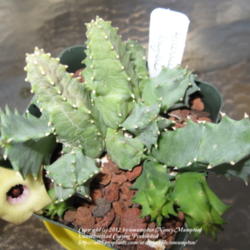 Location: Sun Lakes, AZ
Date: 2012-08-28
The fat stems make this an interesting Huernia