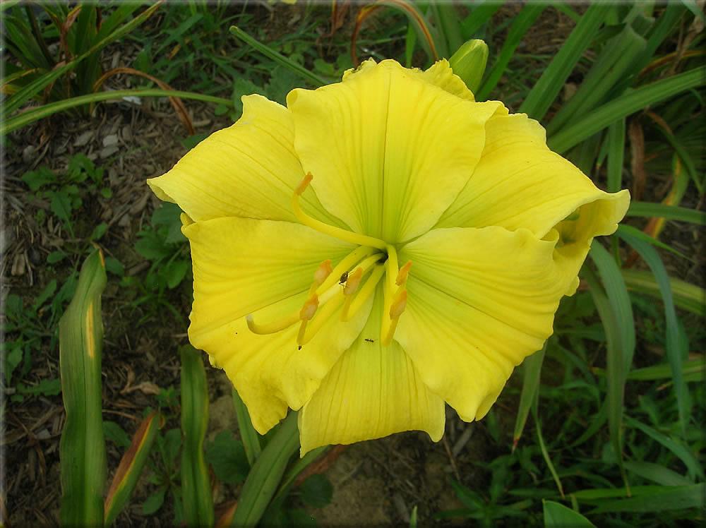 Photo of Daylily (Hemerocallis 'Planet Claire') uploaded by vic