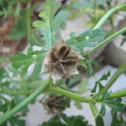 Location: Indiana  Zone 5
Date: 2012-08-29
dry open seed pod