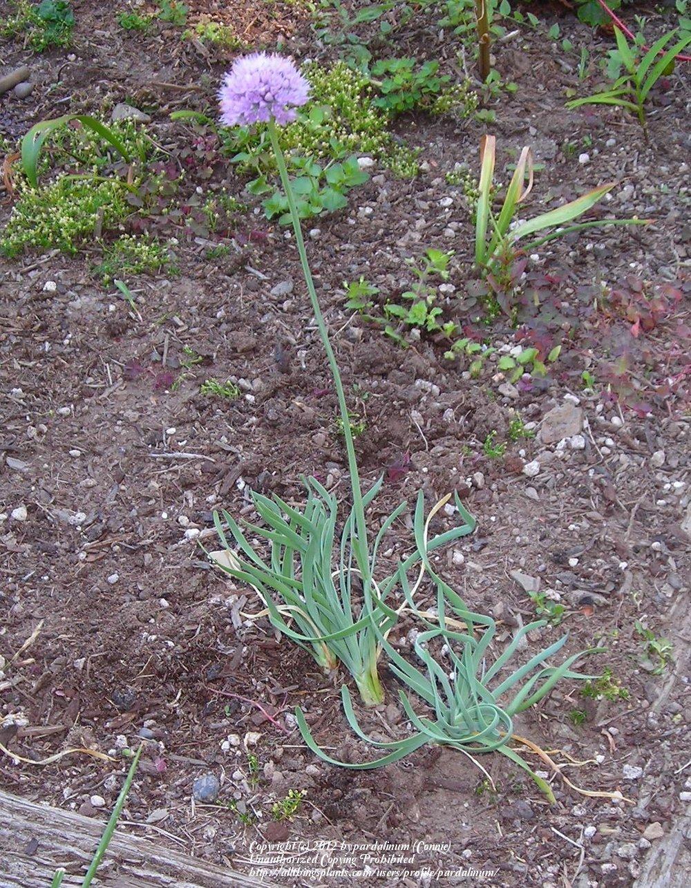 Photo of Circle Onion (Allium senescens 'Glaucum') uploaded by pardalinum