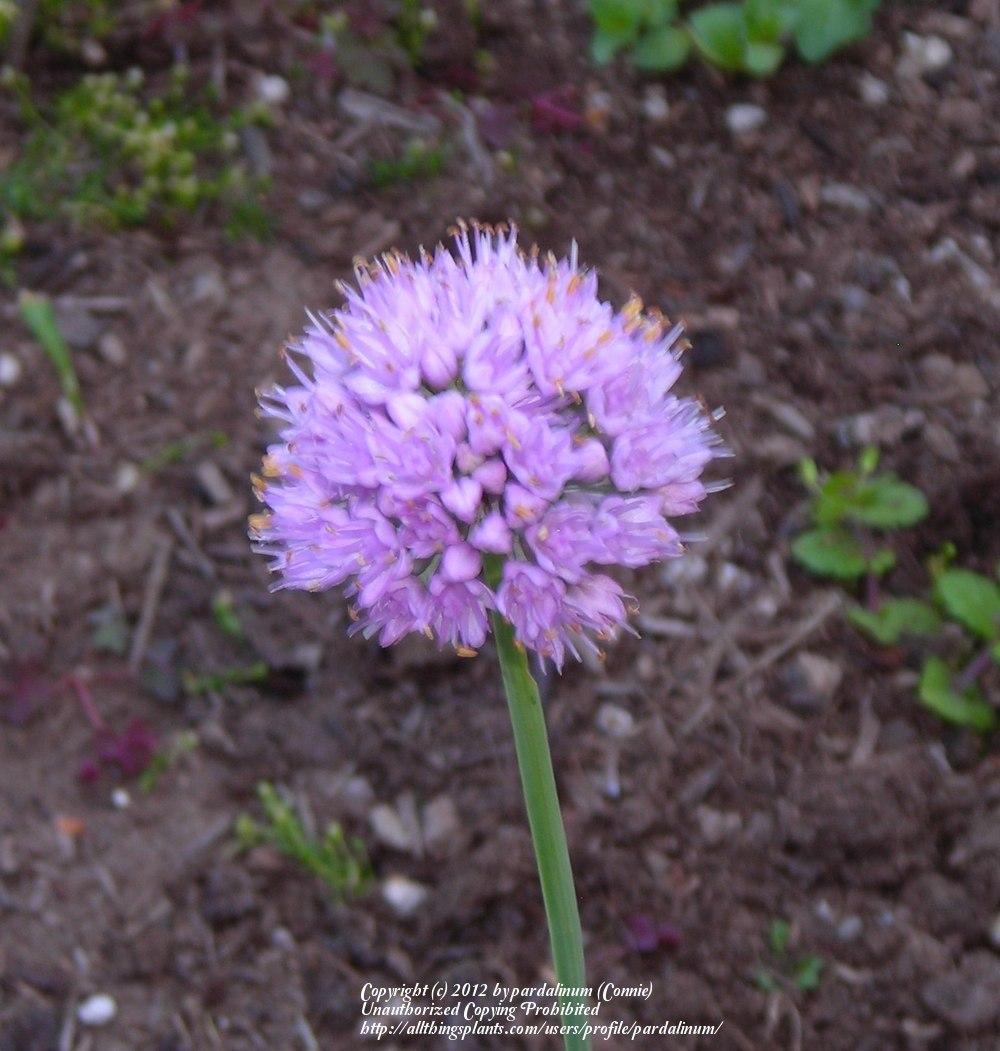 Photo of Circle Onion (Allium senescens 'Glaucum') uploaded by pardalinum