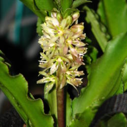 Location: At our garden - San Joaquin County, CA
Date: 2012-07-31
Eucomis tiny piny opal in bloom