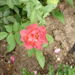 Location: Denver Botanic Gardens
Date: 2012-08-29
 Rosa WEKcobeju Cinco De Mayo Floribunda Rose
