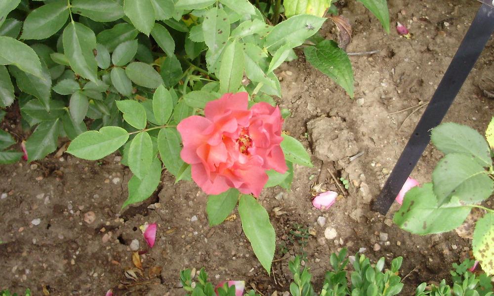 Photo of Floribunda Rose (Rosa 'Cinco de Mayo') uploaded by CDsSister
