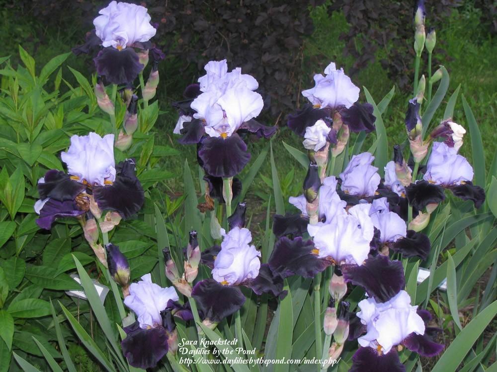 Photo of Tall Bearded Iris (Iris 'Habit') uploaded by Joy
