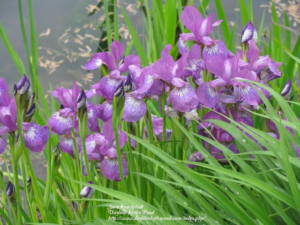 Photo of Siberian Iris (Iris 'Sparkling Rosé') uploaded by Joy