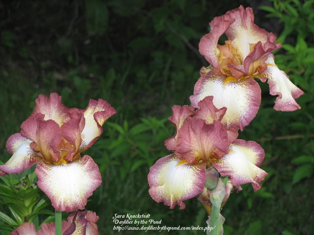 Photo of Tall Bearded Iris (Iris 'Cinnamon Girl') uploaded by Joy