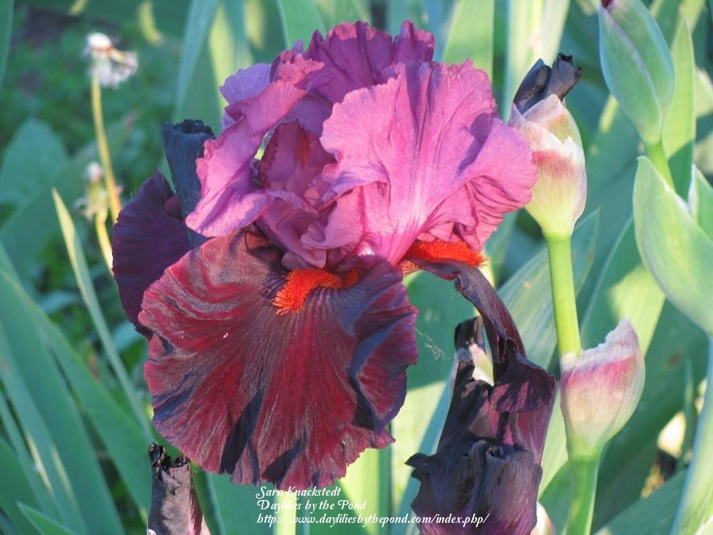 Photo of Tall Bearded Iris (Iris 'Fiery Temper') uploaded by Joy