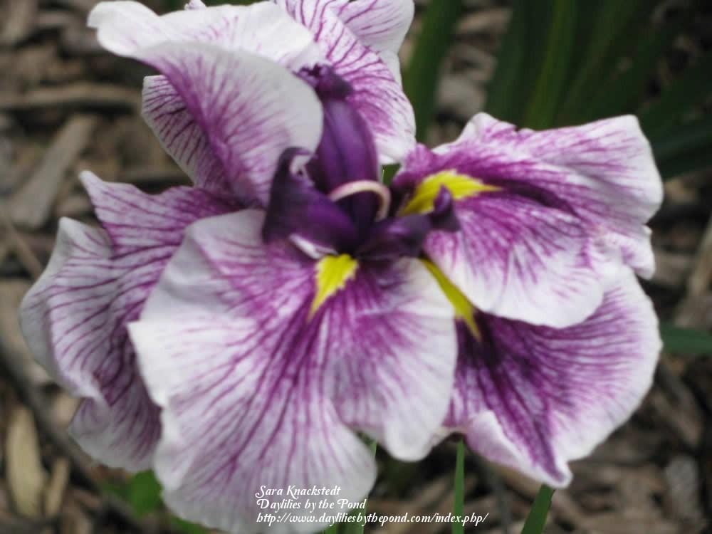 Photo of Japanese Iris (Iris ensata 'Flashing Koi') uploaded by Joy