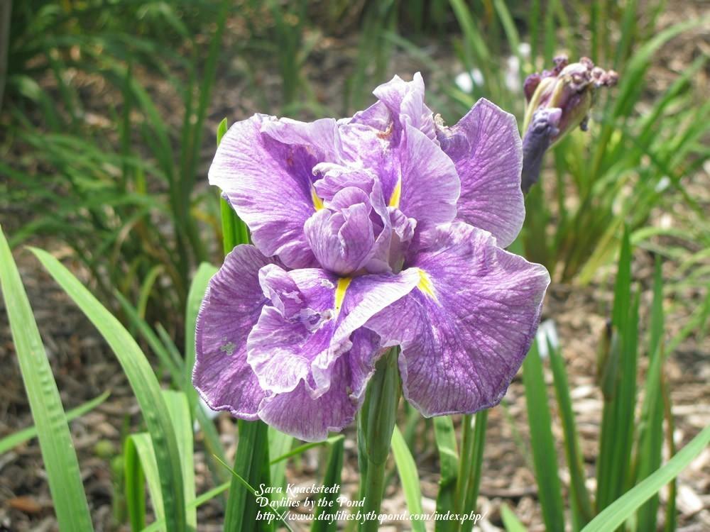 Photo of Japanese Iris (Iris ensata 'Tropical Storm') uploaded by Joy