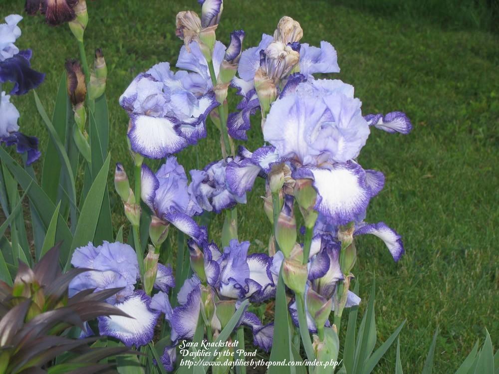 Photo of Tall Bearded Iris (Iris 'Everything Plus') uploaded by Joy