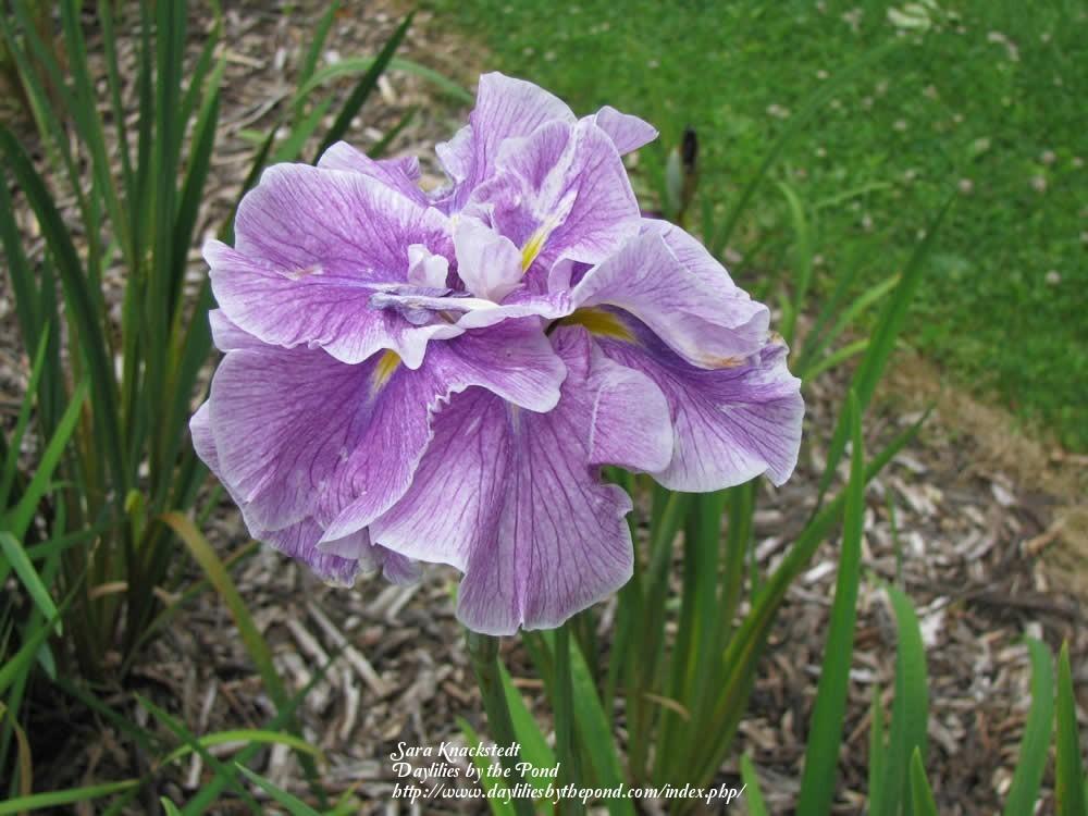 Photo of Japanese Iris (Iris ensata 'Tropical Storm') uploaded by Joy