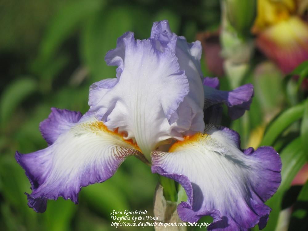 Photo of Tall Bearded Iris (Iris 'Conjuration') uploaded by Joy