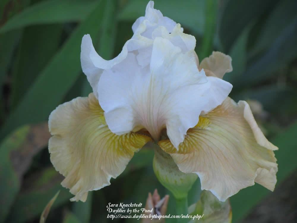Photo of Tall Bearded Iris (Iris 'Champagne Elegance') uploaded by Joy