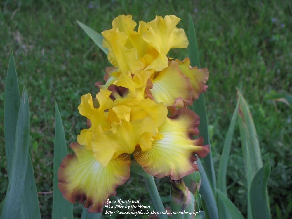Photo of Tall Bearded Iris (Iris 'Bold Vision') uploaded by Joy