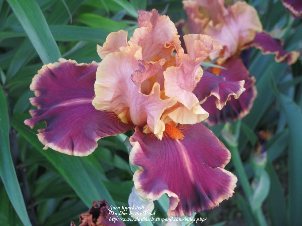 Photo of Tall Bearded Iris (Iris 'Impressionist') uploaded by Joy