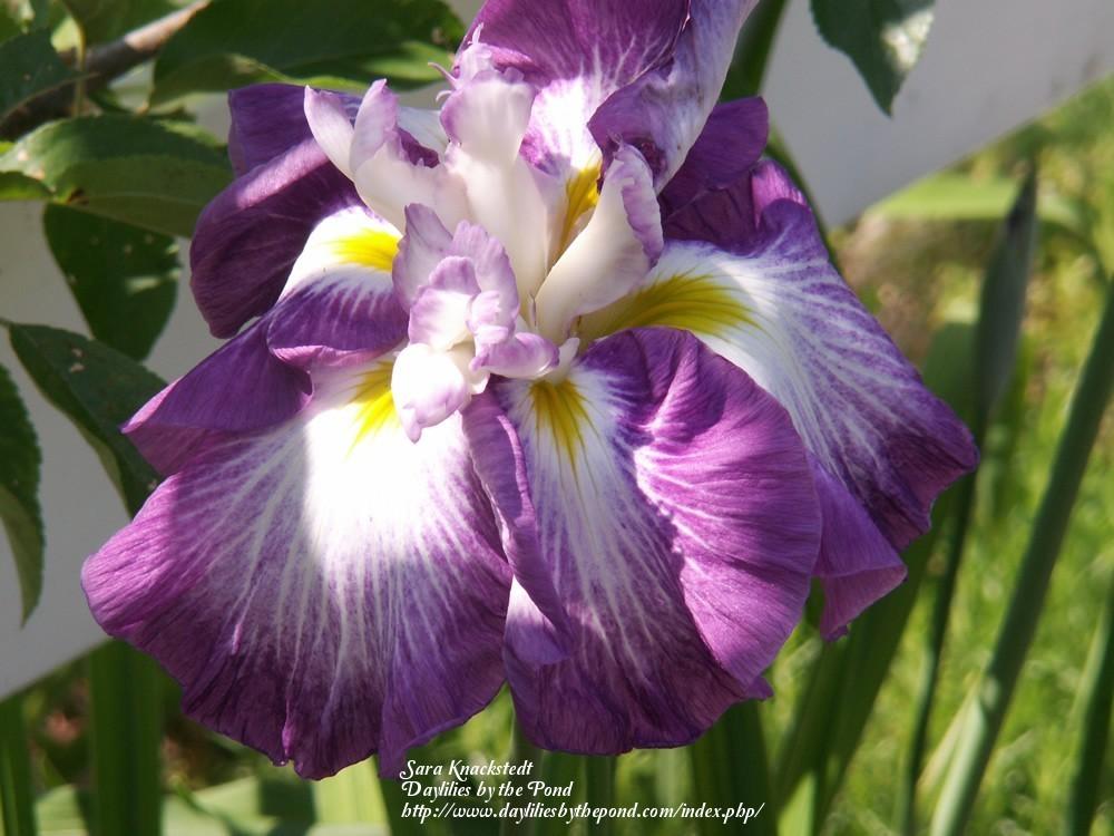 Photo of Japanese Iris (Iris ensata 'Yamato Hime') uploaded by Joy